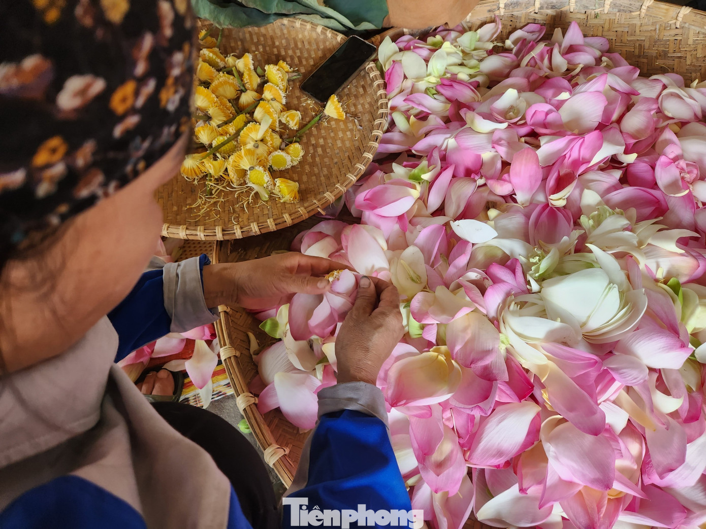 "Hoa sen có thể tận dụng được mọi thứ, trừ thân cây. Cây hoa sen như một nhà máy sinh học thu nhỏ. Các bộ phận rễ, thân, lá có khả năng loại bỏ chất bẩn để mang những gì tinh túy nhất đến bông hoa", chị Nguyễn Thị Lan (nhân viên HTX Sen quê Bác) chia sẻ.