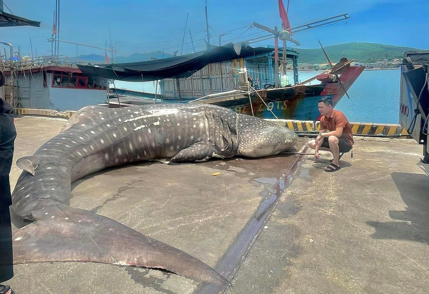 Sau khi kiểm tra, chính quyền địa phương đã dùng máy cẩu đưa con cá đi chôn cất. Sau khi kiểm tra, chính quyền địa phương đã dùng máy cẩu đưa con cá đi chôn cất.