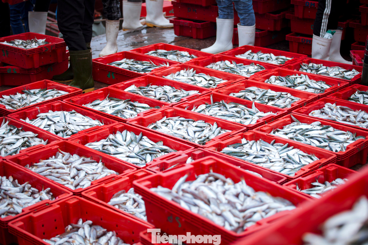 “Chuyến đầu tiên ra khơi của năm nhưng chúng tôi cũng đã bắt được hơn 4 tạ cá trích rồi, theo giá thì được hơn 2 triệu đồng. Ra khơi đầu năm mà đã có thành quả thế này thì cũng cho chúng tôi nhiều niềm vui, hi vọng cho một năm mới bội thu”, anh Phượng nói.