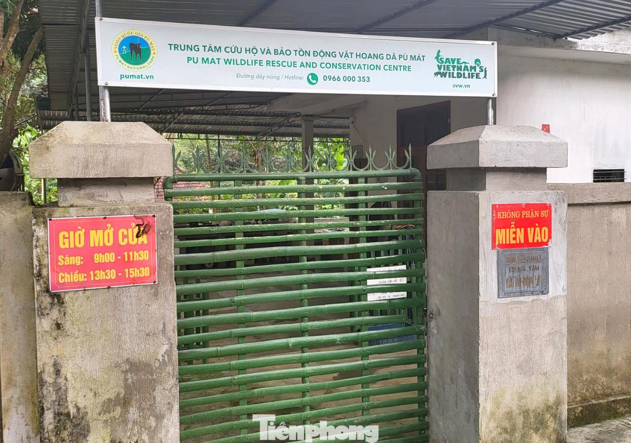 7 con hổ được đưa về Trung tâm Cứu hộ Ðộng vật hoang dã Vườn Quốc gia Pù Mát chăm sóc sau khi được giải cứu 7 con hổ được đưa về Trung tâm Cứu hộ Ðộng vật hoang dã Vườn Quốc gia Pù Mát chăm sóc sau khi được giải cứu