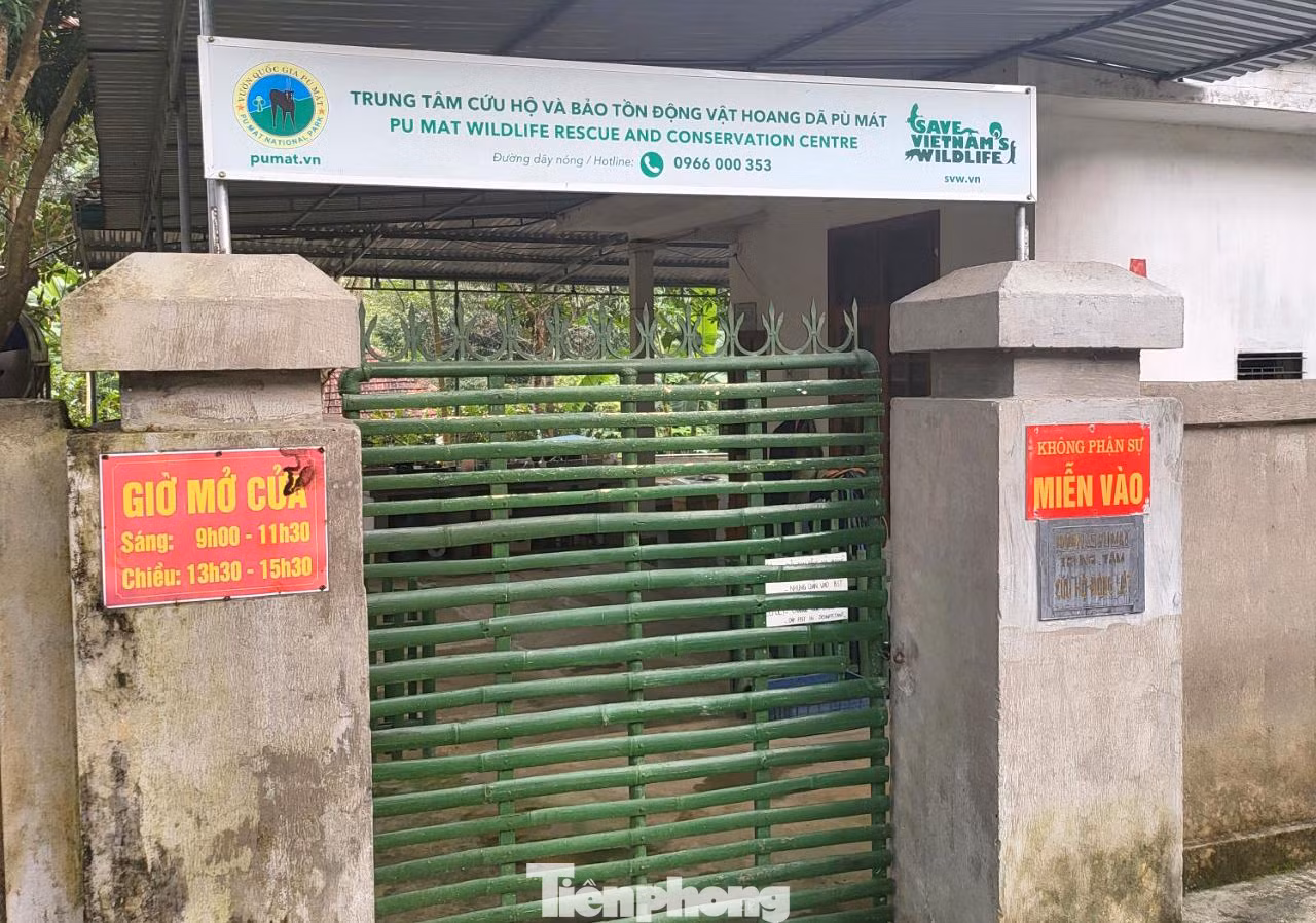 Đầu tháng 8/2021, 7 cá thể hổ Đông Dương được chuyển đến Trung tâm cứu hộ động vật hoang dã, Vườn quốc gia Pù Mát (huyện Con Cuông, Nghệ An) để điều trị, chăm sóc. Đây là những cá thể hổ được Công an tỉnh Nghệ An giải cứu khỏi những tay buôn bán động vật hoang dã.