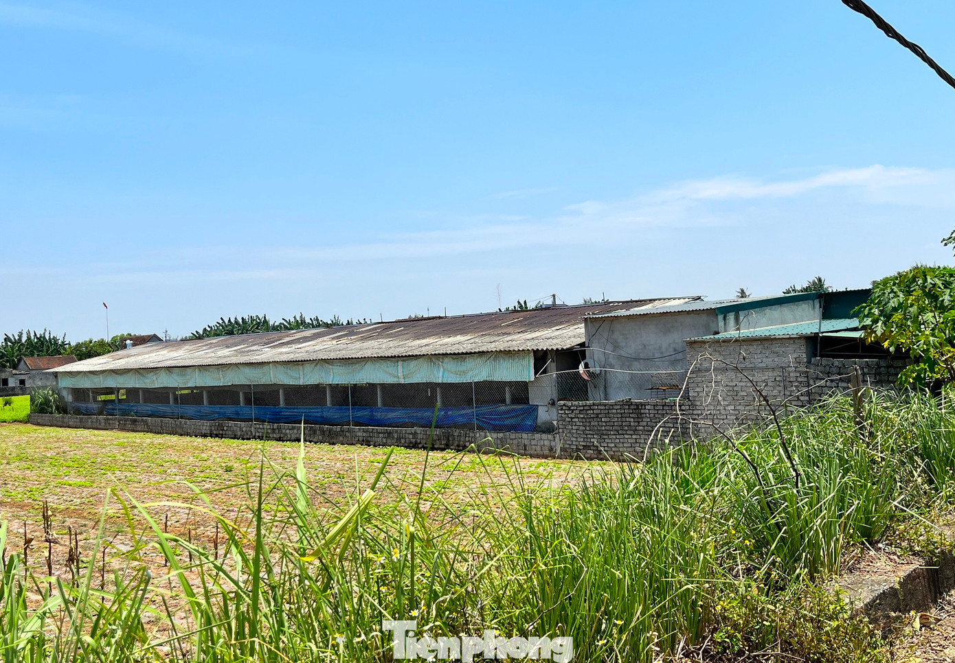 Những ngày qua, thời tiết ở Nghệ An diễn biến nắng nóng đỉnh điểm khiến nhiều trang trại nuôi gà ở xã Diễn Trung (Diễn Châu, Nghệ An) gặp khó khăn và bị thiệt hại nặng nề. Nắng nóng không những khiến gà khó phát triển mà còn khiến gà chết hàng loạt. Những ngày qua, thời tiết ở Nghệ An diễn biến nắng nóng đỉnh điểm khiến nhiều trang trại nuôi gà ở xã Diễn Trung (Diễn Châu, Nghệ An) gặp khó khăn và bị thiệt hại nặng nề. Nắng nóng không những khiến gà khó phát triển mà còn khiến gà chết hàng loạt.