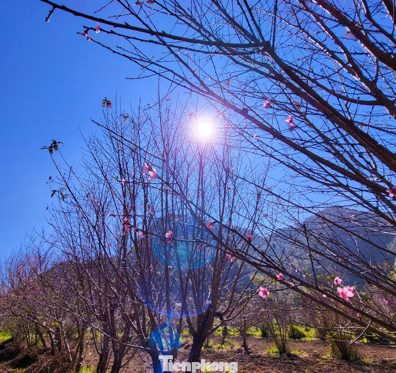 Thời tiết năm nay nắng ấm nên đào ở Mường Lống nở sớm. Những vườn đào đã nhuộm màu hồng, đối với người dân và thương lái thì Tết Nguyên đán sắp tới, kiếm được cành đào chơi Tết sẽ rất khó khăn. Một cây đào cổ thụ khỏe khoắn vươn mình đón nắng. Những cây đào cổ thụ được thương lái săn mua dù giá cả rất cao. Theo một thương lái cho biết, điều đó nhằm khẳng định đẳng cấp cùng may mắn lộc tràn. Một cây đào bung nở gần hết, màu hồng rực rỡ trong vườn nhỏ. Đào nở sớm khiến người dân mất một nguồn thu nhập dịp Tết nhưng điều này cũng hút khách du lịch đến với Mường Lống, đến với "cổng trời" mù sương thơ mộng. Thấp thoáng bên những căn nhà của người Mông là loài cây thân thuộc với họ. Cây đào góp phần đưa địa danh Mường Lống "bay" ra khỏi núi rừng hoang vu của dãy Trường Sơn hùng vĩ. Vườn mận đâm chồi, ra lá non. Nắng cuối Đông hắt xuống tạo nên khung cảnh tuyệt đẹp giữa bốn bề núi non điệp trùng. Du khách, nhiếp ảnh gia đến vườn đào Mường Lống chụp hình, lưu lại những khoảnh khắc đào nở tiễn đông qua, đón xuân về. Rời Mường Lống, khách sẽ mong muốn ngày trở lại. Đến thung lũng yên bình đang mạnh mẽ đổi thay, khỏe khoắn như những mầm chồi của cây đào, cây mận...