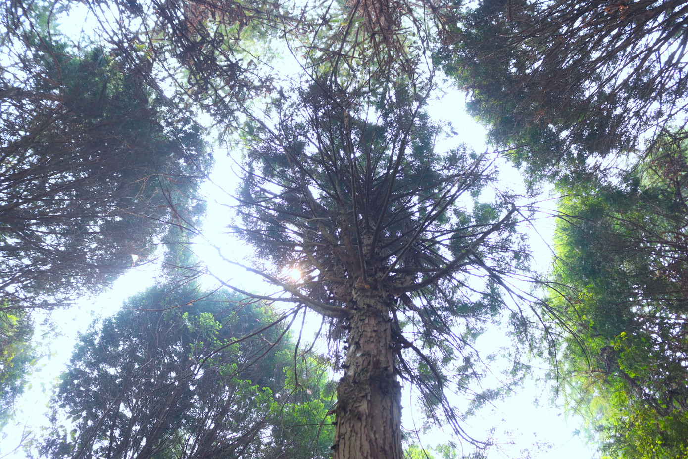 Hiện, ông Chống đã có 10ha rừng với hơn 8000 cây pơ mu, sa mu quý hiếm.