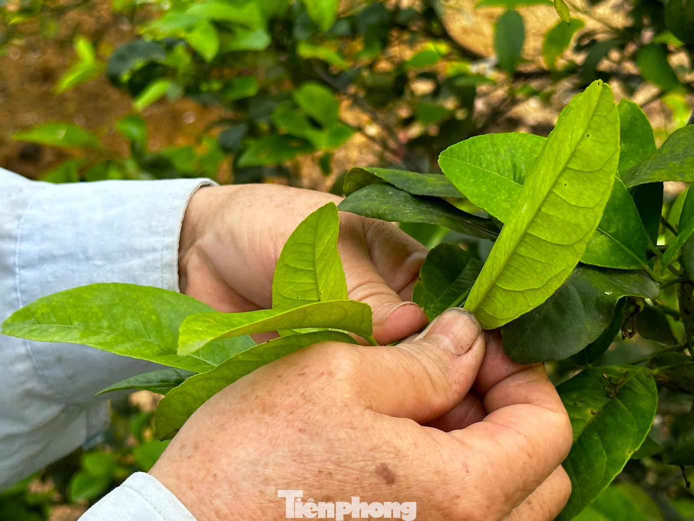 Lá chanh thường được thu hoạch bằng kéo hoặc hái bằng tay. Trong quá trình thu hoạch lá, người dân sẽ cắt bỏ những cành chanh đã già, không còn khả năng sinh trưởng, tạo điều kiện cho những cành mới phát triển tươi tốt hơn.