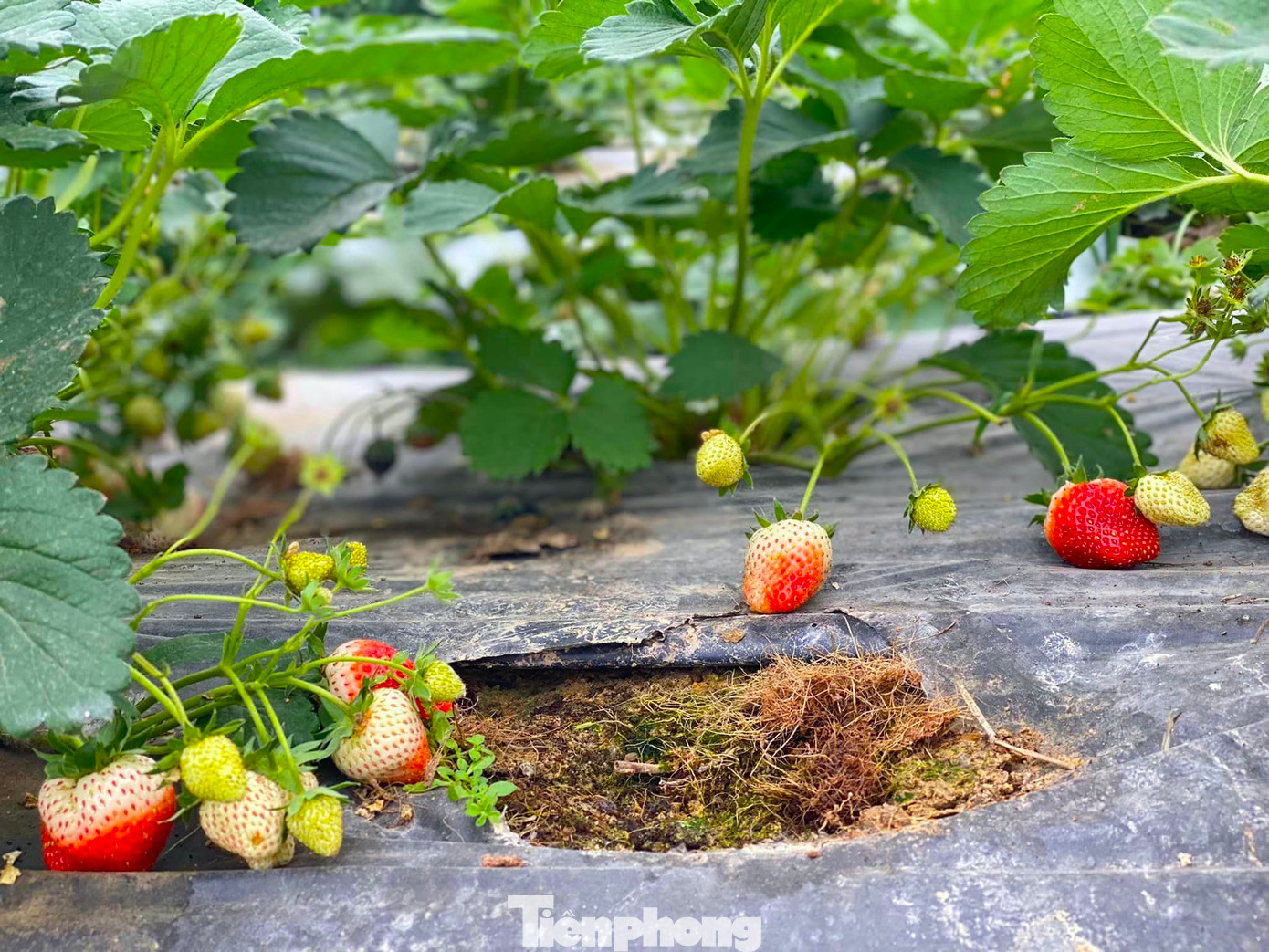 Ra Tết, diện tích cà chua bi và dâu tây đã bắt đầu chín. Hiện tại những giàn cà chua trĩu quả, chín đều, dâu tây cũng đã cho thu hoạch với số lượng lớn. Trung bình mỗi gốc cà chua bi cho thu hoạch 3-4kg và thu hoạch kéo dài trong 3 tháng.