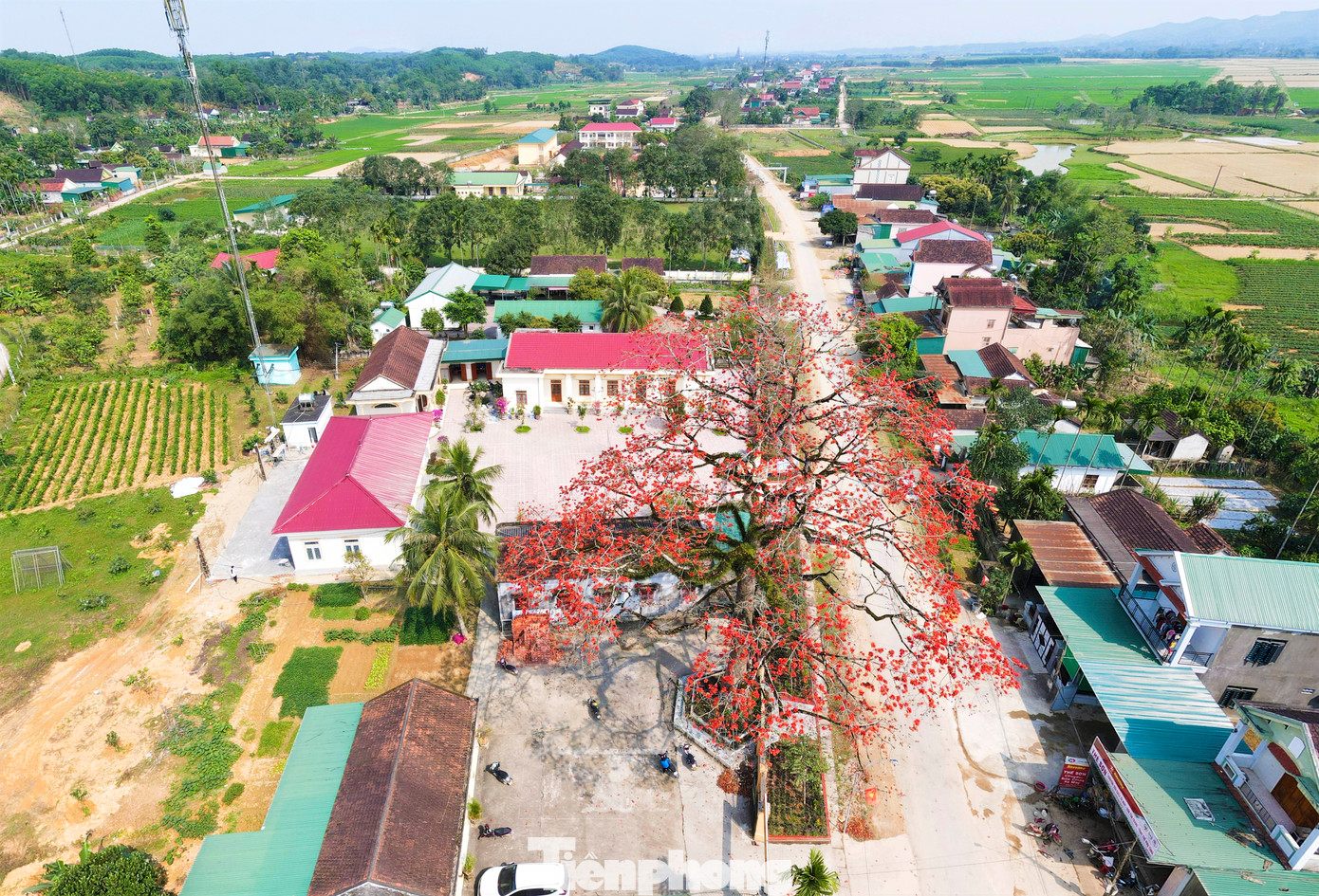 Cứ độ tháng 3, những cây hoa gạo (còn gọi là hoa mộc miên) trên các con đường làng, sườn núi, ven sông của làng quê xứ Nghệ lại nở hoa rực rỡ, tạo nên khung cảnh thơ mộng. Trong ảnh là cây hoa gạo cạnh trụ sở UBND xã Thanh Nho, huyện Thanh Chương (Nghệ An).