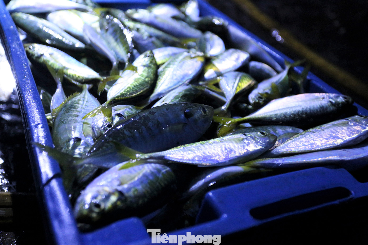 Các loại hải sản tại chợ Cồn Gò còn tươi rói, nhiều loại còn sống.