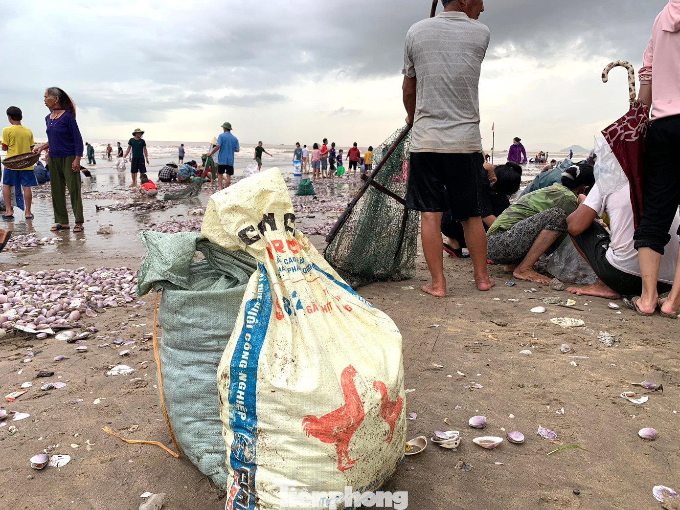 Để vớt được ngao, nhiều người sử dụng một chiếc vợt gắn lưới bao quanh rồi đi rà dọc bờ biển.