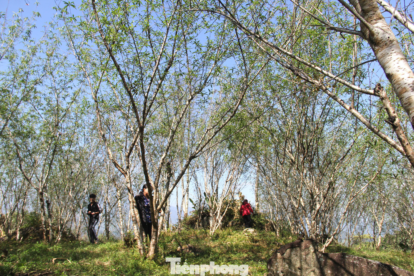 Cận Tết, người dân nơi rẻo cao trở nên tất bật hơn khi các vườn đào đá bắt đầu khoe sắc. Đây cũng là thời điểm các thương lái bắt đầu tìm đến hỏi mua đào đưa về xuôi bán dịp Tết Nguyên đán. Cận Tết, người dân nơi rẻo cao trở nên tất bật hơn khi các vườn đào đá bắt đầu khoe sắc. Đây cũng là thời điểm các thương lái bắt đầu tìm đến hỏi mua đào đưa về xuôi bán dịp Tết Nguyên đán.