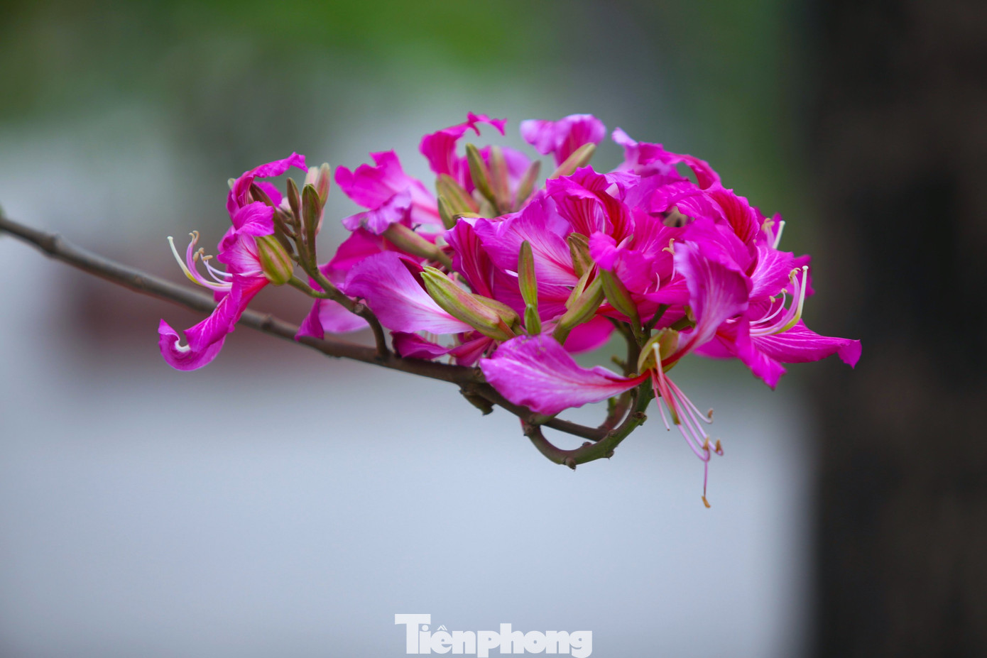 Hoa ban có vẻ đẹp rất riêng, với nhiều màu sắc đa dạng. Chủ yếu là màu trắng phớt tím, hoặc trắng (ban trắng), hoặc đỏ (ban đỏ). Hoa gồm 5 cánh vươn dài uốn lượn, phần nhuỵ nằm ở giữa vươn dài, kích thước hoa khoảng 7 - 10cm.