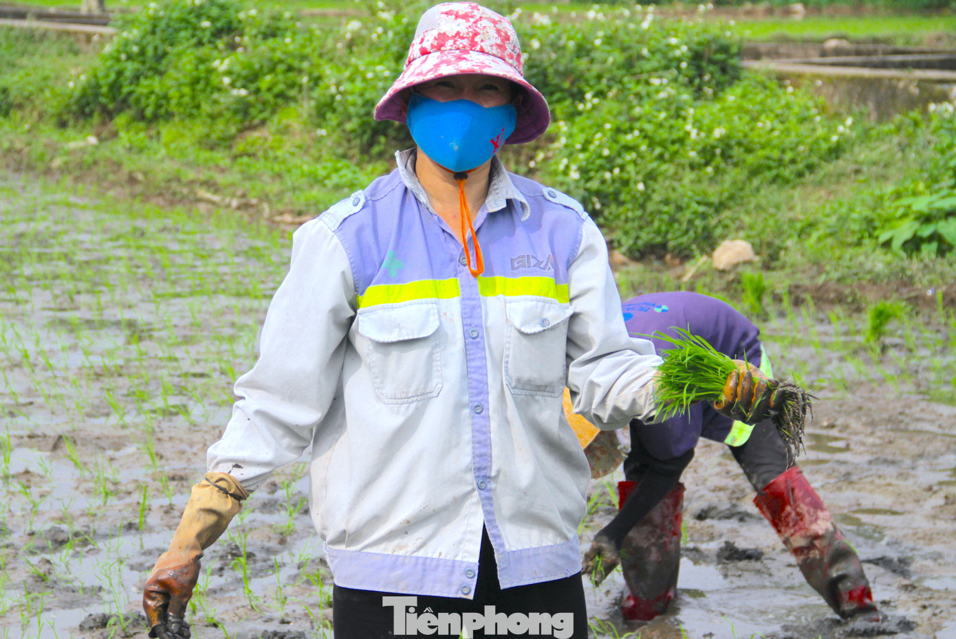 Chị Nguyễn Thị Xuân (trú xã Nghi Công Nam, Nghi Lộc, Nghệ An) chia sẻ, tổ đội cấy thuê của chị có 6 người. Họ sẽ nhận cấy thuê 1 mẫu (10 sào ruộng) với giá 7 triệu đồng. Với 1 mẫu ruộng, 6 người trong nhóm chị Xuân sẽ cấy trong vòng 2 ngày. Trung bình, mỗi ngày một người sẽ nhận được 550 nghìn đồng tiền công.