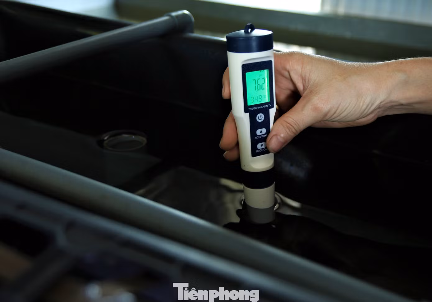 Nuôi cua nước lợ trong hộp nhựa quan trọng nhất là nguồn nước phải đảm bảo đủ độ pH, độ mặn và nhiệt độ môi trường nước phù hợp, dao động từ 25 - 30 độ C. Bởi vậy, hằng ngày, anh phải thường xuyên kiểm tra, đo các chỉ số để điều chỉnh kịp thời, đảm bảo điều kiện sống cho cua.