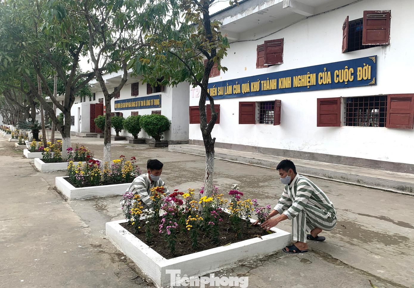 Trong khi 2 phạm nhân trẻ tuổi, khéo tay nhất được phân công trang trí cành đào Tết thì ngoài sân, tranh thủ lúc đến giờ cơm, các phạm nhân còn lại chăm chút những bồn hoa mới trồng. Trong khi 2 phạm nhân trẻ tuổi, khéo tay nhất được phân công trang trí cành đào Tết thì ngoài sân, tranh thủ lúc đến giờ cơm, các phạm nhân còn lại chăm chút những bồn hoa mới trồng.