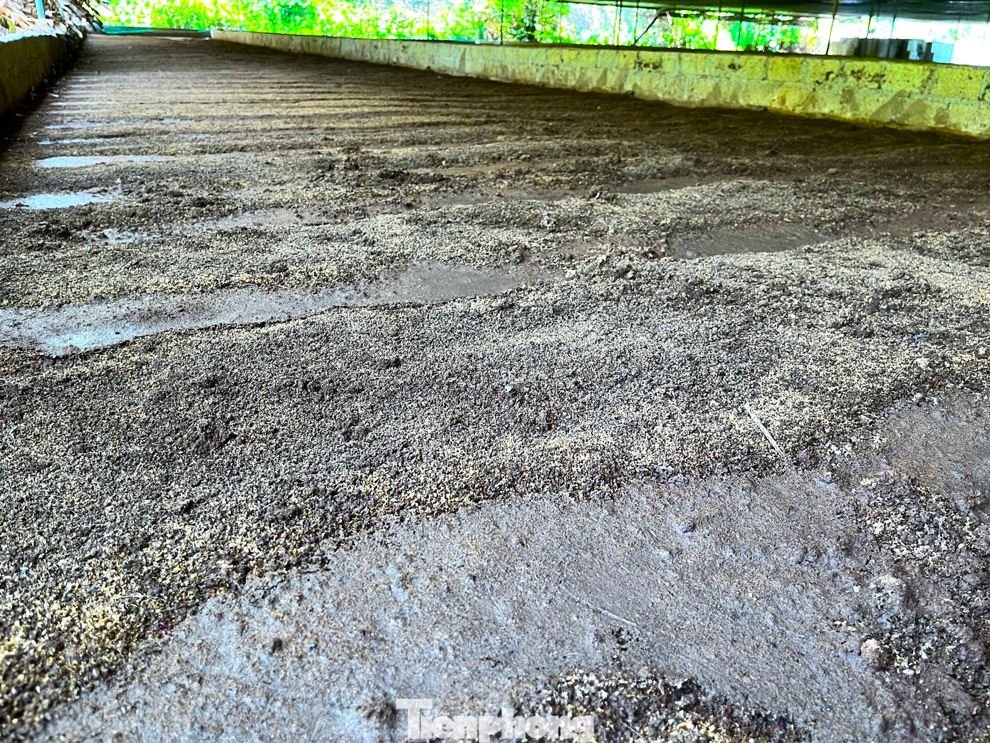 Thấy mô hình nuôi trùn quế từ phân heo của anh Tú được “một công đôi việc”, rất nhiều trang trại chăn nuôi heo trên địa bàn Nghệ An, Hà Tĩnh tìm đến để học hỏi kinh nghiệm. Không chỉ nhiệt tình chuyển giao kỹ thuật nuôi trùn quế, anh Tú còn sẵn sàng cung cấp con giống cho mọi người nếu có nhu cầu.