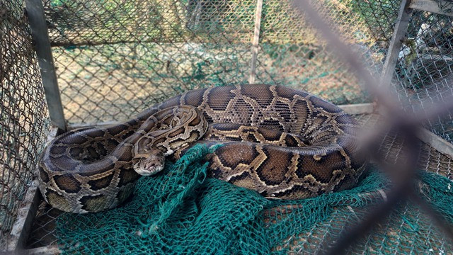 Con trăn được bàn giao cho ngành chức năng.