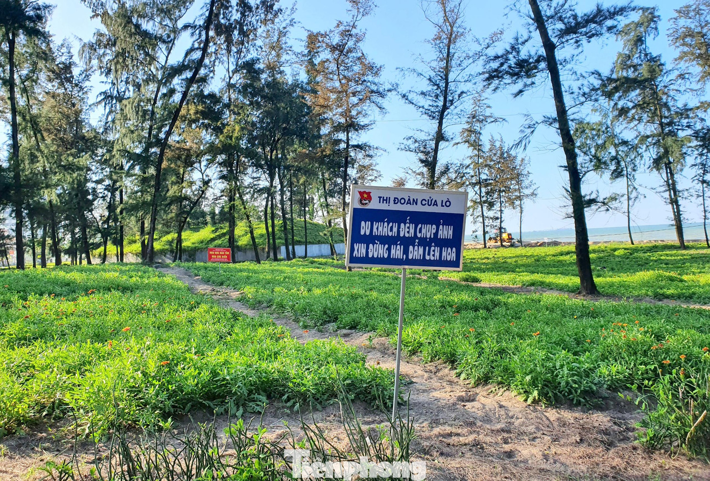 Hè đến, phố biển Cửa Lò (TX.Cửa Lò, Nghệ An) không chỉ hấp dẫn du khách thập phương với bãi biển trải dài vàng ươm nắng, mà còn gây ấn tượng bởi loài hoa nở trên cát tuyệt đẹp.