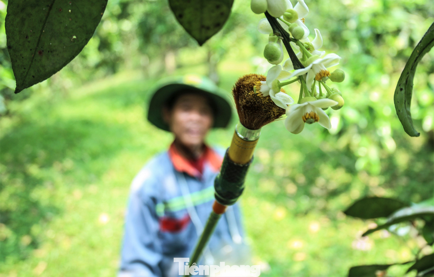 Thời gian của mùa thụ phấn bổ sung sẽ kéo dài khoảng 10 ngày đến 1 tháng. Người dân sẽ lấy phấn của cây bưởi chua quét lên nhụy hoa bưởi đường.