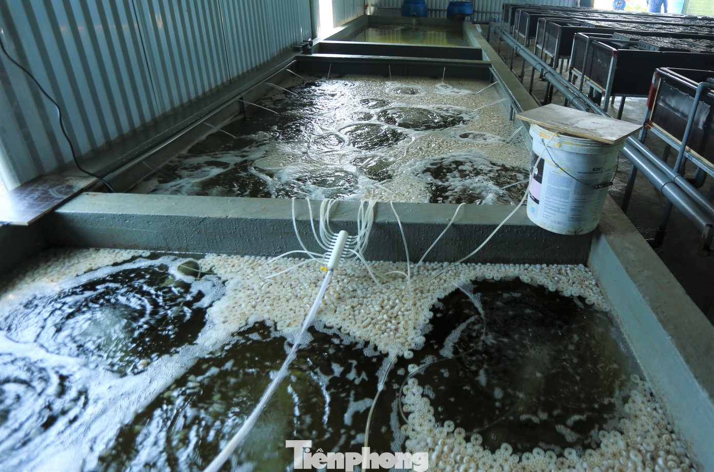 Để nuôi cua tiết kiệm nước và không gian, anh dùng các hộp nhựa xếp thành giàn; sử dụng hạt nhựa kaldnes trong hệ thống tuần hoàn. Các hạt nhựa có vai trò như san hô để lọc thức ăn thừa và chất thải giúp môi trường sống của cua được sạch hơn.