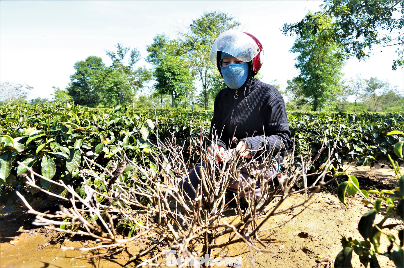 Chị Phạm Thị Ngọc Lan (trú đội 4, xã Hương Trà) cho biết: "Gia đình nhiều năm trồng chè trên vùng đất này nhưng chưa năm nào nắng hạn kéo dài khiến chè khô héo, khó phục hồi như vậy. Gần 1 ha chè đang kỳ thu hoạch thì chết cháy 20-30%, lá và búp chè cháy nên không thể thu hoạch. Dù tìm đủ cách tưới nước chống hạn nhưng không cải thiện được bao nhiêu".