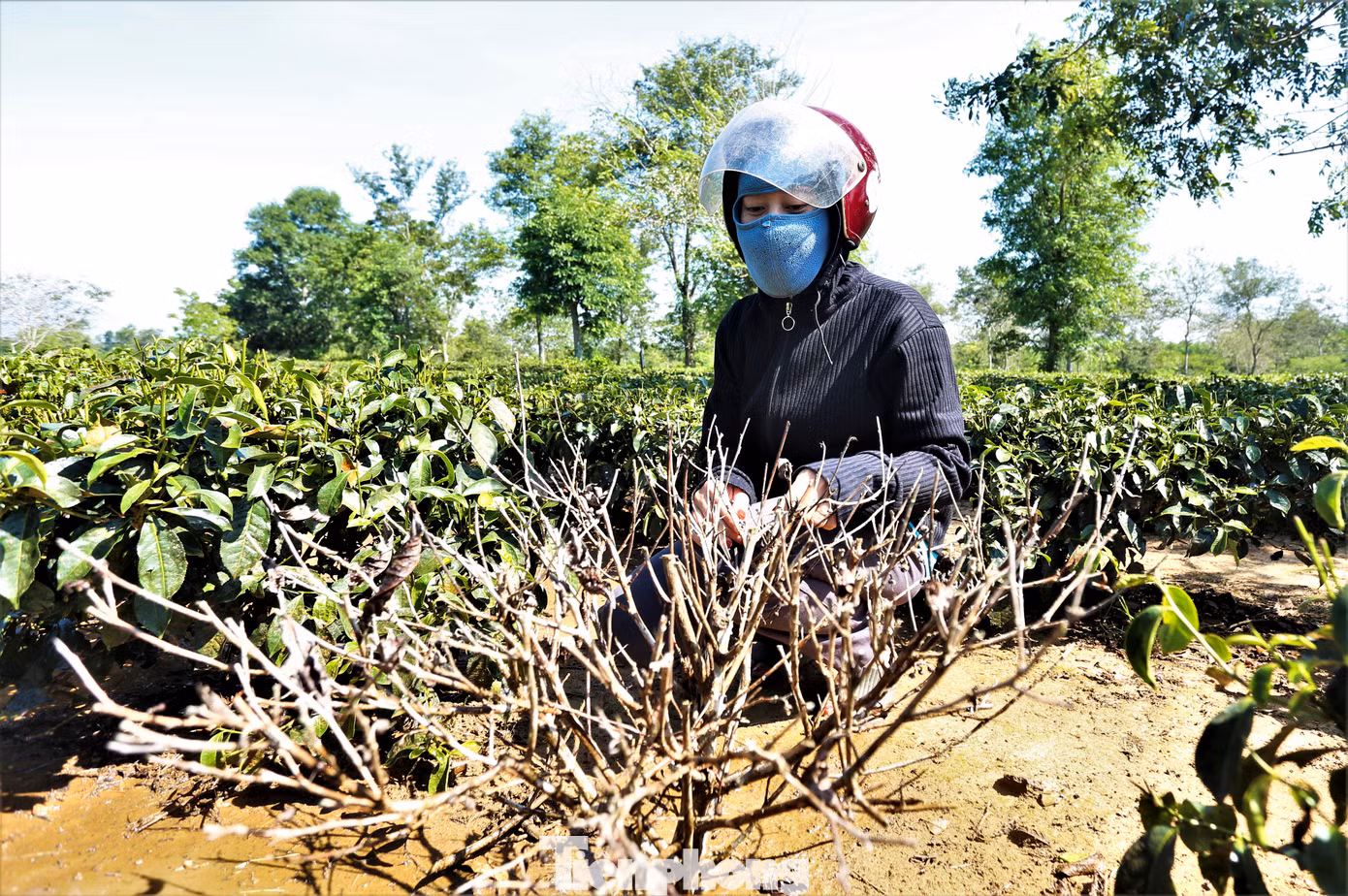 Chị Phạm Thị Ngọc Lan (trú đội 4, xã Hương Trà) cho biết: "Gia đình nhiều năm trồng chè trên vùng đất này nhưng chưa năm nào nắng hạn kéo dài khiến chè khô héo, khó phục hồi như vậy. Gần 1 ha chè đang kỳ thu hoạch thì chết cháy 20-30%, lá và búp chè cháy nên không thể thu hoạch. Dù tìm đủ cách tưới nước chống hạn nhưng không cải thiện được bao nhiêu".