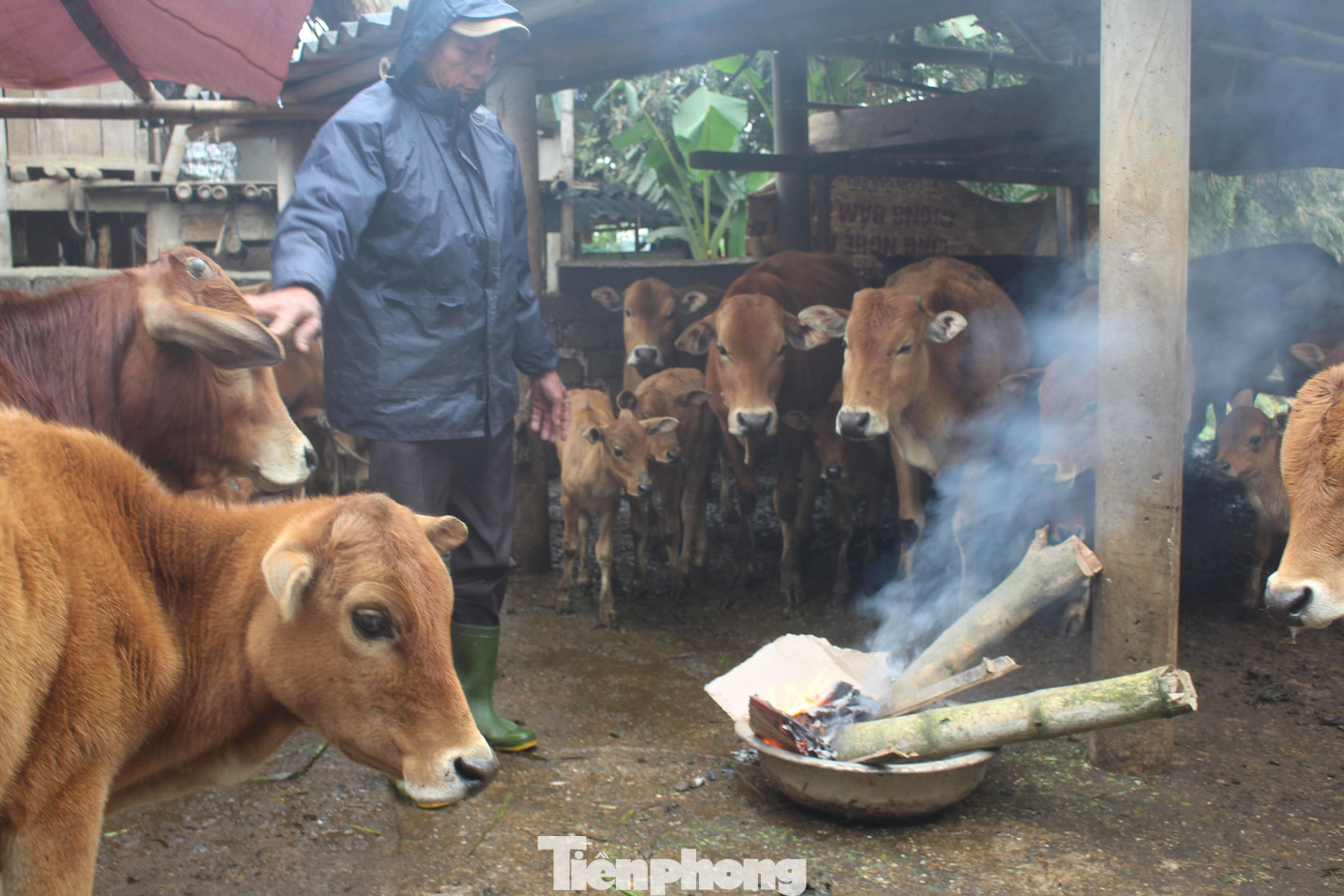 Những năm qua, thông qua tuyên truyền của chính quyền địa phương, nhiều hộ dân ở vùng cao Nghệ An đã làm chuồng trại để chăn nuôi gia súc gia cầm. Tuy nhiên một số hộ vẫn còn tận dụng lợi thế đồi cỏ để chăn thả gia súc. Những năm qua, thông qua tuyên truyền của chính quyền địa phương, nhiều hộ dân ở vùng cao Nghệ An đã làm chuồng trại để chăn nuôi gia súc gia cầm. Tuy nhiên một số hộ vẫn còn tận dụng lợi thế đồi cỏ để chăn thả gia súc.