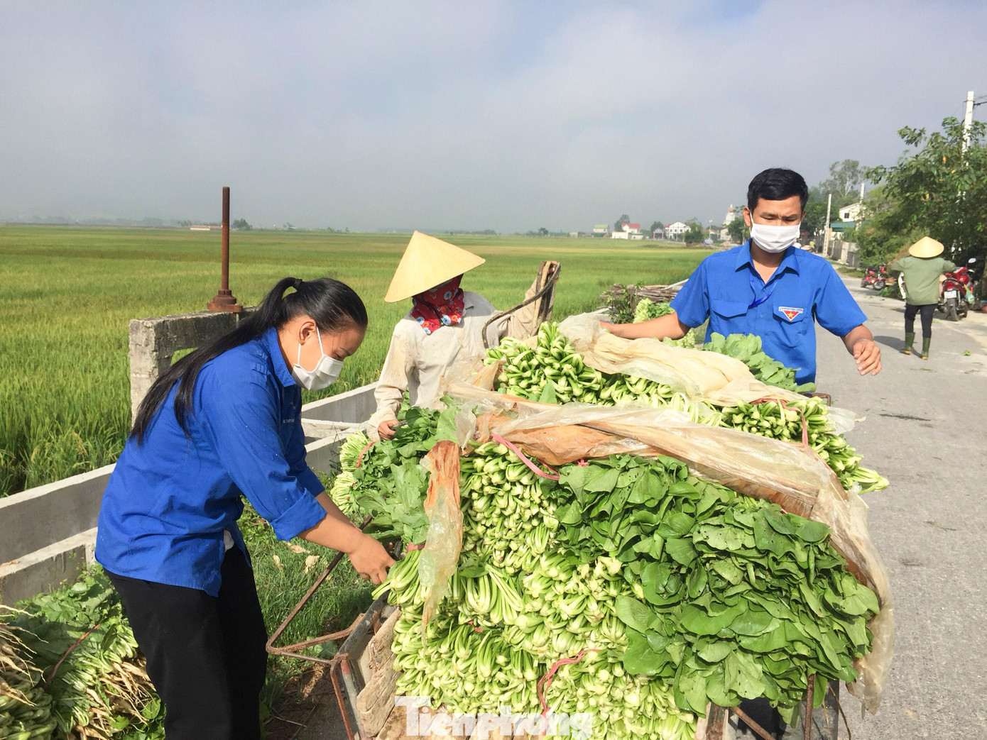Ngoài khâu nối các đơn vị, địa phương, doanh nghiệp mua rau, Huyện đoàn Nghi Lộc còn vận động thanh niên tình nguyện hỗ trợ người dân thu hoạch rau mỗi khi có đơn hàng. Ngoài khâu nối các đơn vị, địa phương, doanh nghiệp mua rau, Huyện đoàn Nghi Lộc còn vận động thanh niên tình nguyện hỗ trợ người dân thu hoạch rau mỗi khi có đơn hàng.