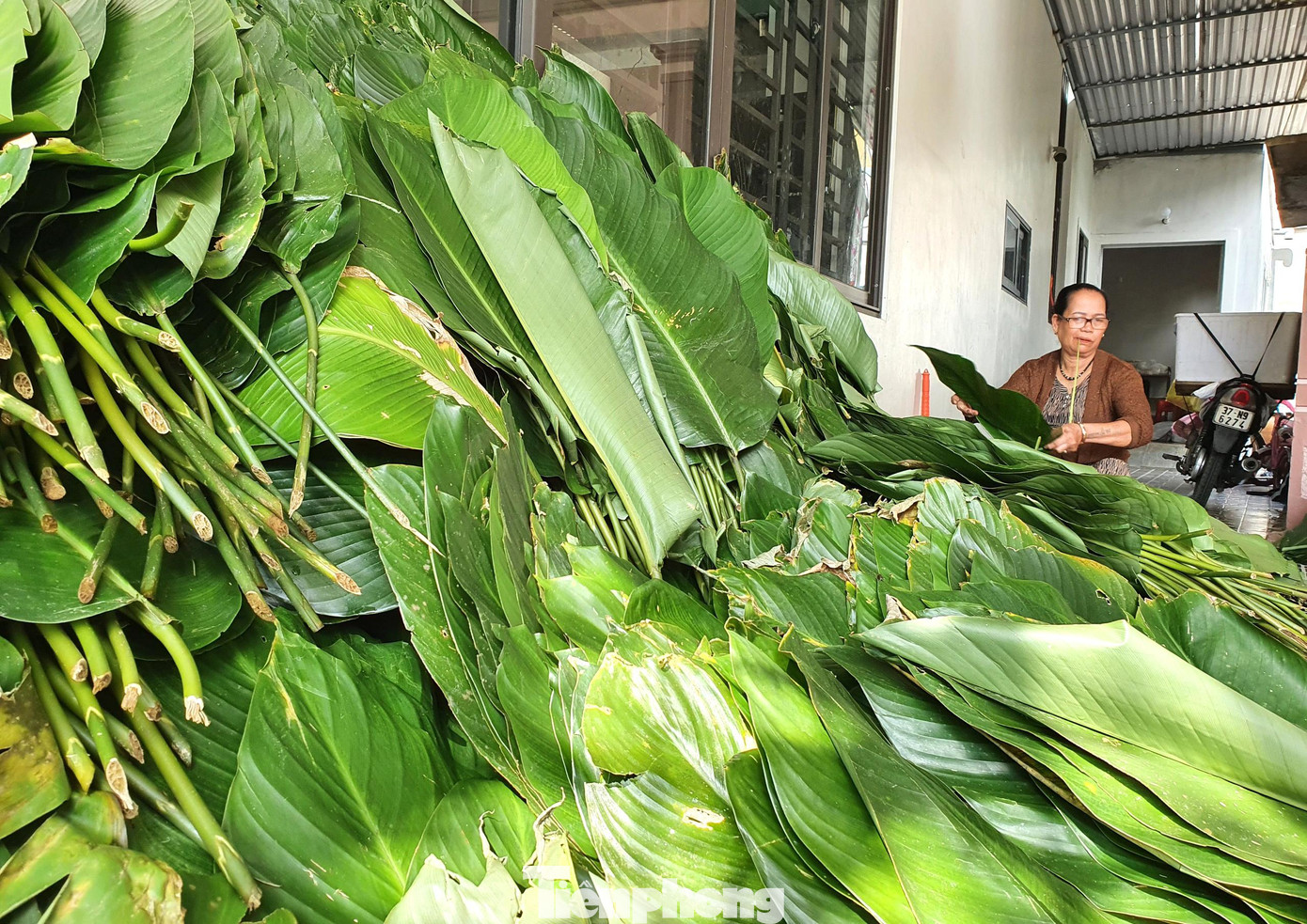 Lá dong là nguyên liệu không thể thiếu trong việc gói bánh chưng. Từ 1 tháng trước Tết, các cơ sở làm bánh chưng ở Mỹ Thành đã đặt mua với số lượng lớn, sẵn sàng cho vụ bánh lớn nhất năm.