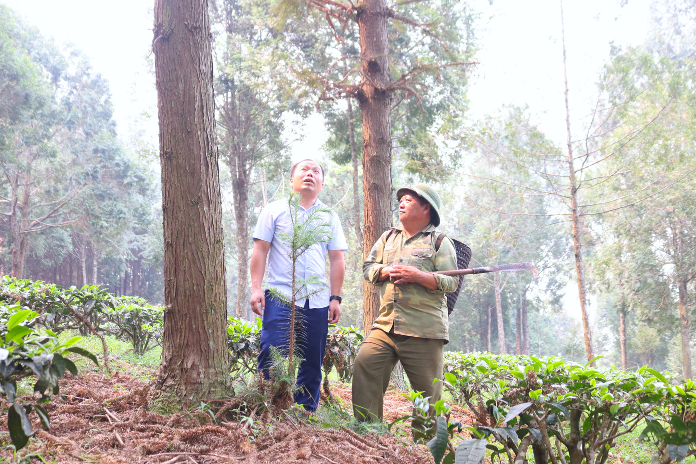 Ông Vừ Vả Chống ước muốn sẽ biến cánh rừng của mình thành điểm du lịch để tuyên truyền cho mọi người hiểu, bảo vệ rừng.