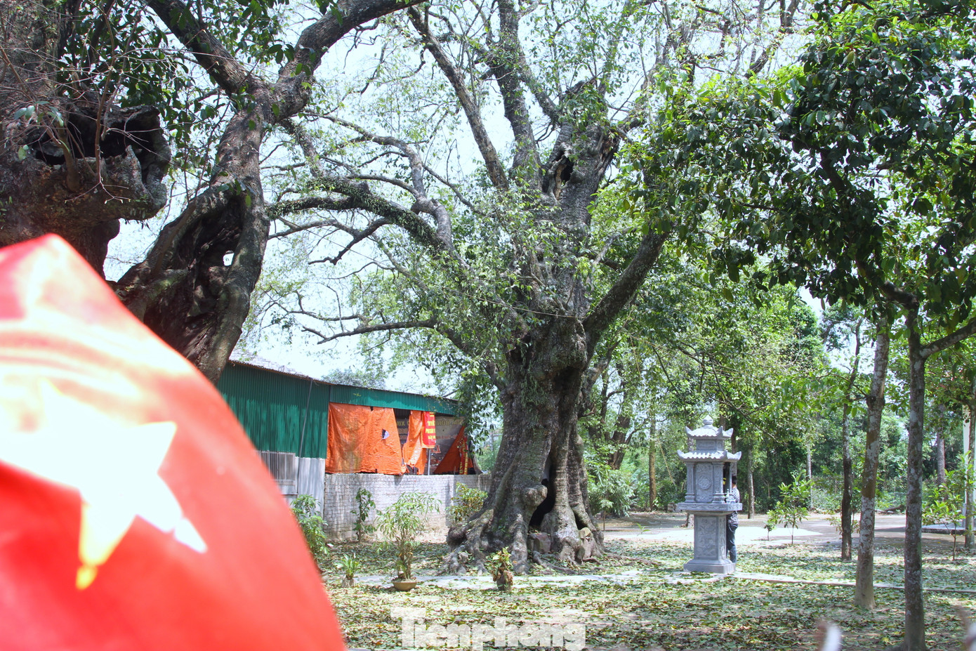 Theo ông Lê Thanh Hà kể, năm cây thị cổ thụ này đã có tuổi đời gần 700 năm tuổi. Trải qua nhiều năm nhưng năm cây thị này vẫn còn nguyên vẹn sau bao cuộc chiến tranh khốc liệt.