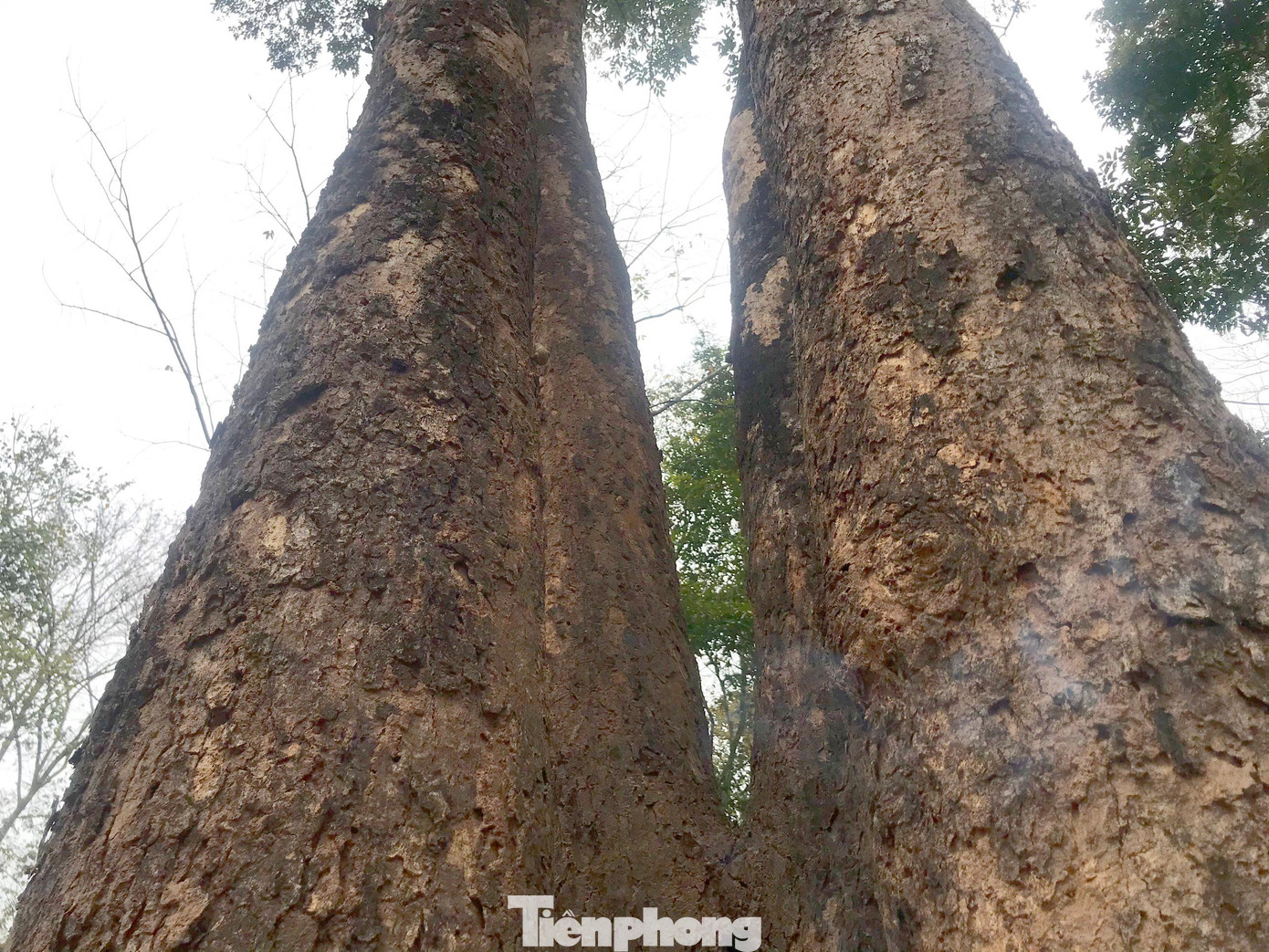 Theo anh Nam, trên diện tích rừng của bản Na Hang hiện còn gần 100 gốc đinh hương cổ thụ, riêng cây nhỏ dưới chục năm tuổi thì đếm không xuể. “Gỗ đinh hương đắt, nên nhiều người nhòm ngó lắm, nhưng dân bản tôi quyết phải bảo vệ. Hàng tháng phải đi kiểm tra một vòng xem có bị chặt trộm không?”, anh Nam nói.