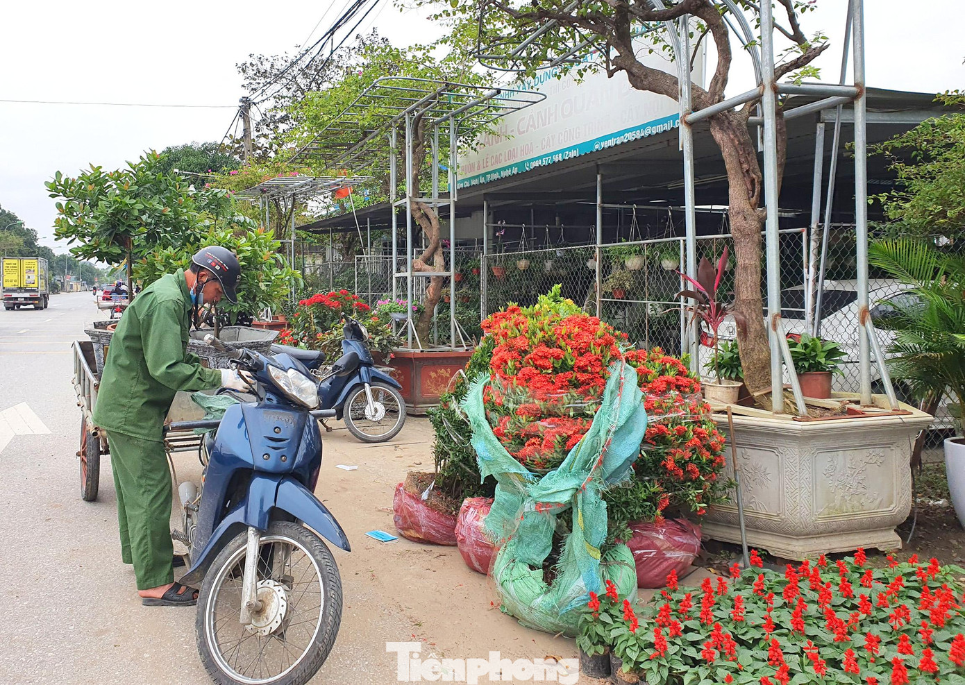 Đến nay, anh đã nhập về vườn gần 30 loại hoa, cây cảnh để phục vụ cho mùa hoa tết. Hoa được lấy từ Bắc - Trung - Nam.