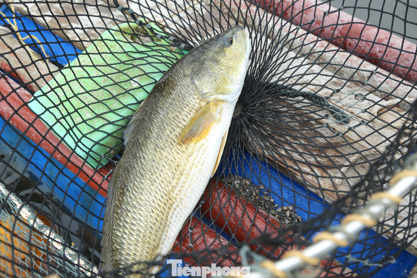 Sau 1 năm chăm sóc, cá lồng đạt trọng lượng từ 0,9kg đến 1,2kg. Sau 1 năm chăm sóc, cá lồng đạt trọng lượng từ 0,9kg đến 1,2kg.