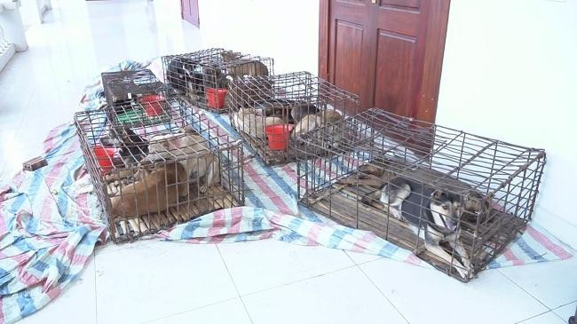 Số chó thu giữ được