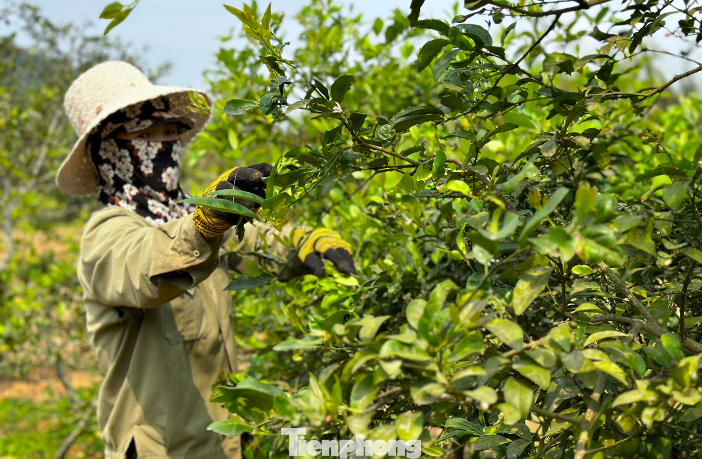 Mỗi cây chanh bình quân cho thu hoạch đạt khoảng 3-4kg lá. Lá chanh thu hoạch không được non quá cũng không được quá già. Lá chanh thu hoạch khi đã có màu xanh đậm, bề mặt lá căng mượt, Những lá như vậy mới giữ được hương vị thơm, bùi, cay the đặc trưng.