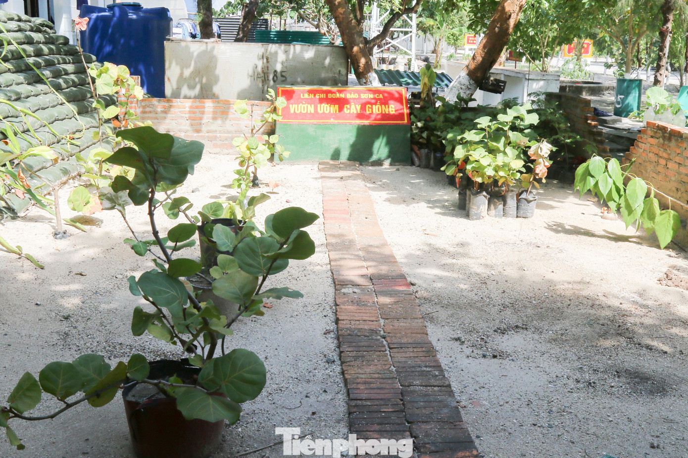 Vườn ươm cây giống cũng được cán bộ, chiến sỹ các đảo chú trọng. Một ngày không xa, Trường Sa sẽ được phủ xanh bởi màu xanh của biển, màu xanh của cỏ cây, thân thuộc, bình yên như bao vùng quê khác của Việt Nam.