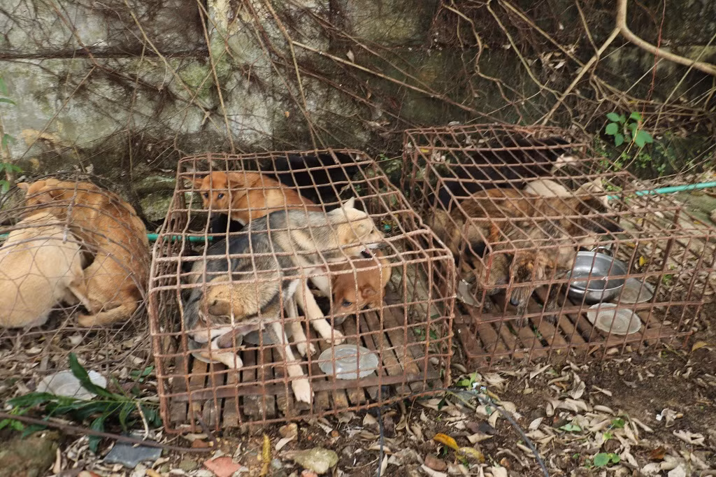 Trong vòng hơn 1 tháng, các đối tượng đã trộm hơn 2 tấn chó. Trong vòng hơn 1 tháng, các đối tượng đã trộm hơn 2 tấn chó.