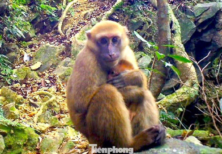 Bẫy ảnh chụp được khoảng khắc khỉ mặt đỏ đang ấp giữ ấm cho con nhỏ. Bẫy ảnh chụp được khoảng khắc khỉ mặt đỏ đang ấp giữ ấm cho con nhỏ.