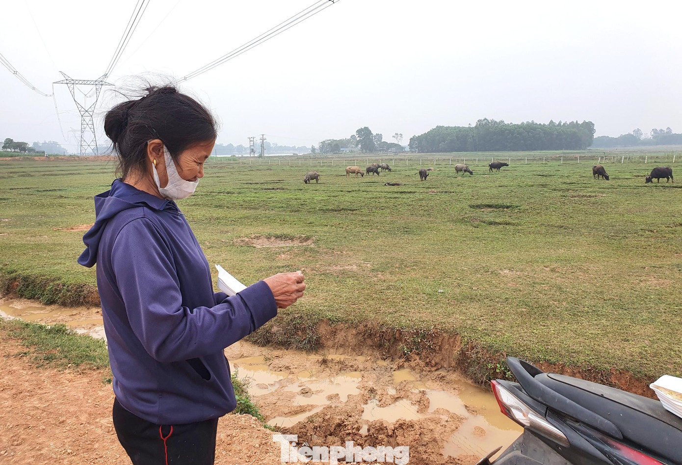 Bữa ăn trưa vội vã cạnh đàn trâu.