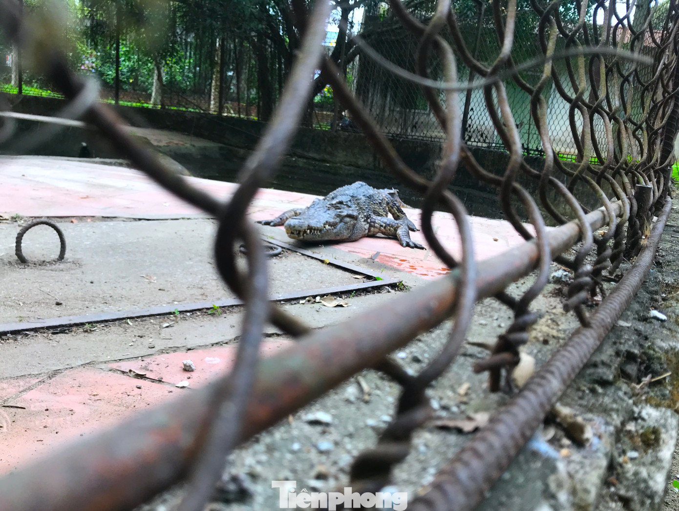 Sau khi đàn cá sấu được chuyển đi, khu vực chuồng nuôi đã được tháo dỡ. Sau khi đàn cá sấu được chuyển đi, khu vực chuồng nuôi đã được tháo dỡ.