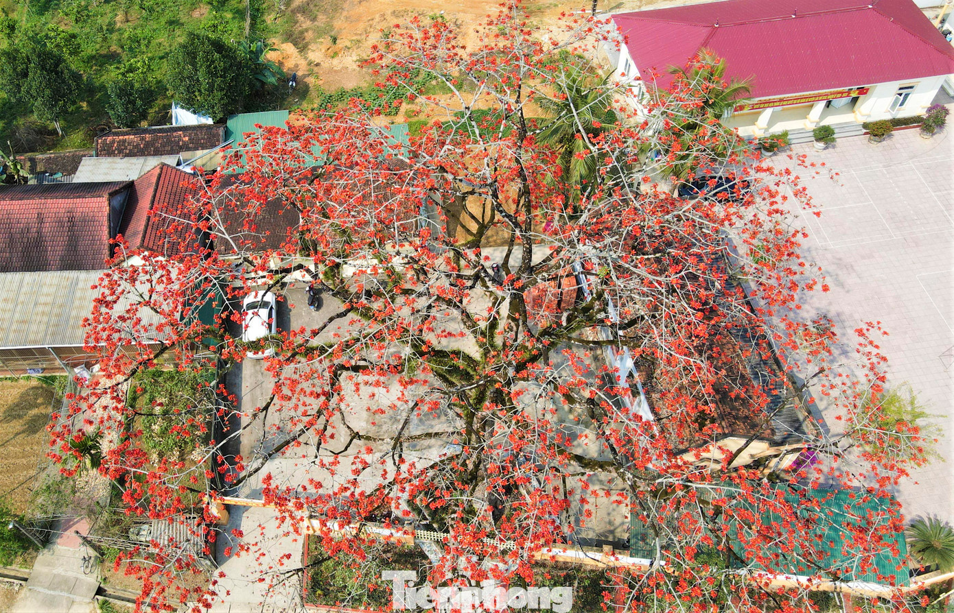 Cây gạo cổ thụ cao khoảng 30m, tỏa bóng sum suê trong trụ sở Công an xã Thanh Nho. Hơn 10 ngày qua, từng bông hoa bung nở đỏ rực, tạo nên hình ảnh rất đẹp mắt.