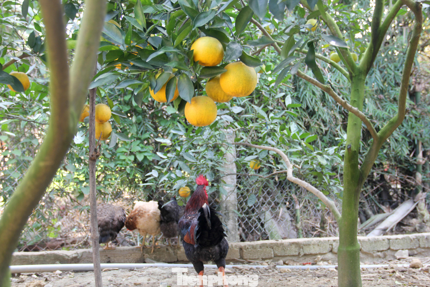 Năm nay vườn cam 7 năm tuổi của ông Nguyễn Văn Thọ (trú xã Nghi Diên) cho trên 3.000 quả, đến nay ông đã bán hơn 500 quả. Nhờ được chăm sóc tốt nên cam của ông Thọ được khách hàng đánh giá chất lượng hơn vụ trước. Năm nay vườn cam 7 năm tuổi của ông Nguyễn Văn Thọ (trú xã Nghi Diên) cho trên 3.000 quả, đến nay ông đã bán hơn 500 quả. Nhờ được chăm sóc tốt nên cam của ông Thọ được khách hàng đánh giá chất lượng hơn vụ trước.