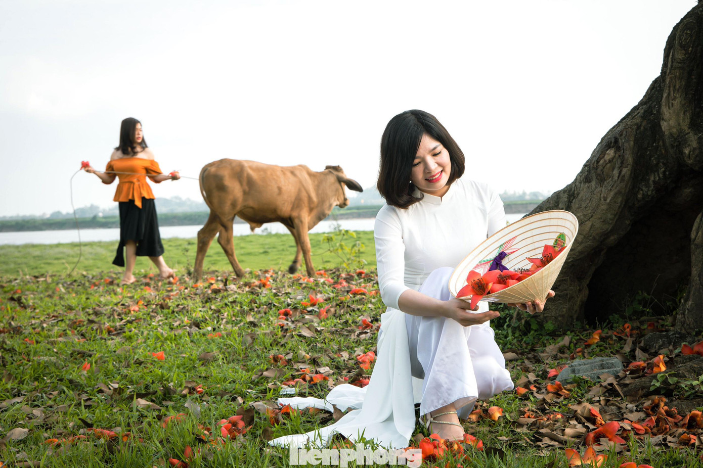 “Bao giờ cho đến tháng ba/Hoa gạo rụng xuống bà già cất chăn”, câu ca dao vẫn thường được nhắc đến khi mùa hoa gạo bung nở như một nhắc những đợt lạnh cuối cùng sắp đi qua, cái lạnh thưa thớt dần và chuẩn bị chuyển tiếp sang mùa hè.