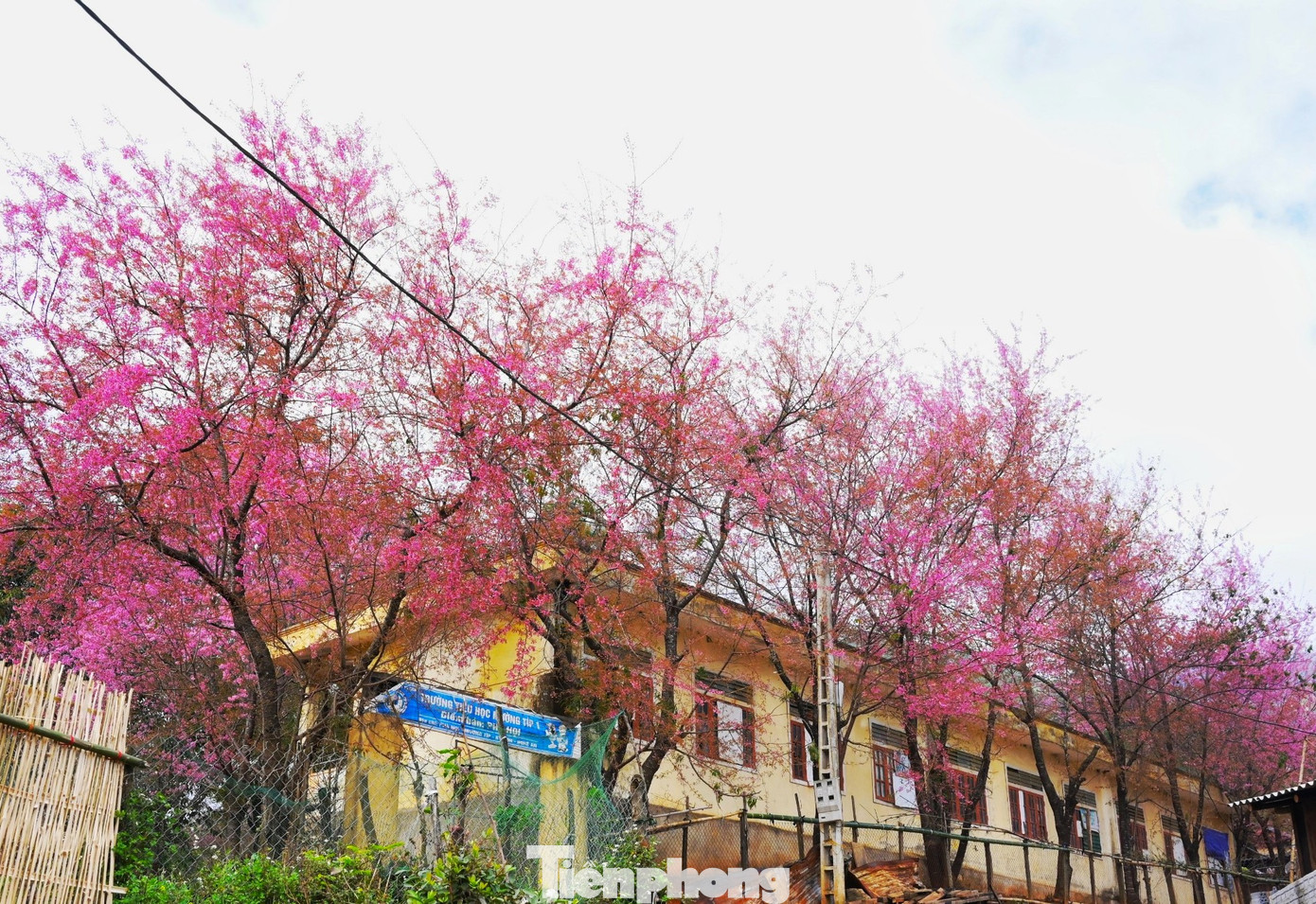 Ở điểm trường bản Phà Nọi, hàng chục cây hoa anh đào có thân to, cành tán rộng và cao hơn 10m. Không chỉ tạo ấn tượng cho người dân mỗi khi đi qua, những cây anh đào đồng loạt bung nở, khoe sắc dưới mái trường, hiên nhà ở Phà Nọi báo hiệu một mùa xuân mới đang về ở biên giới xứ Nghệ.