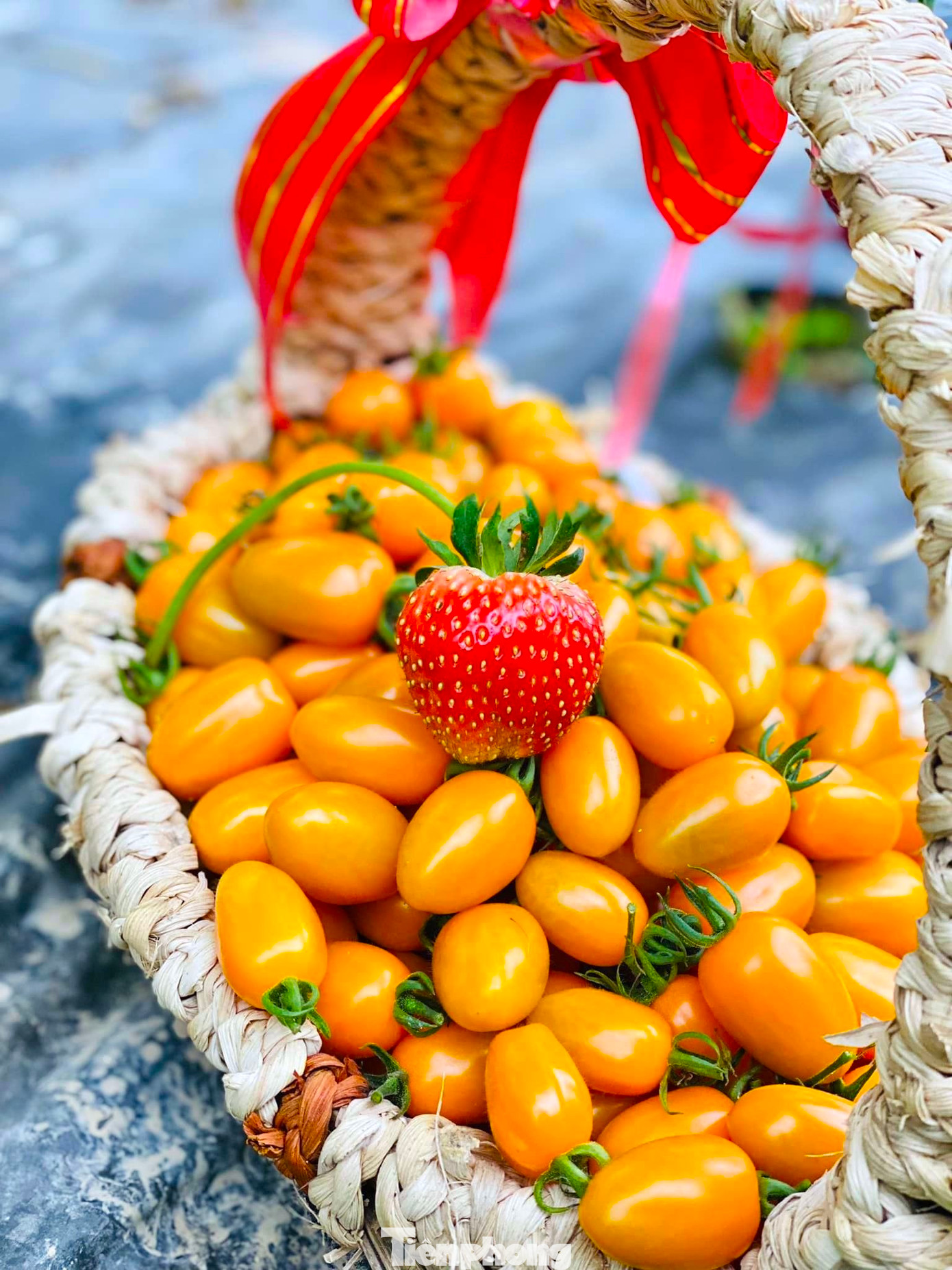 Hiện tại, trang trại đang bán ra thị trường với giá 60.000-70.000 đồng/kg cà chua bi, tùy chất lượng quả.