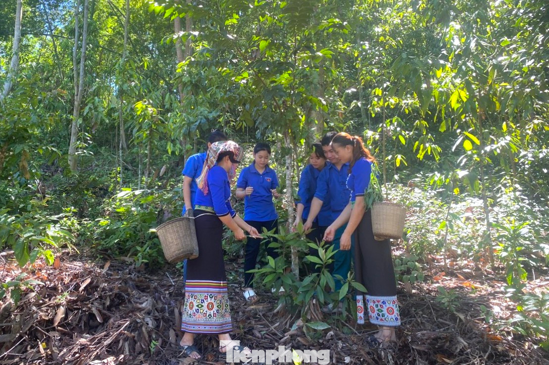 Nguyên liệu chính để làm ra loại men rượu đặc biệt này là từ bột gạo và các loại lá cây rừng. Ban đầu, các đoàn viên thanh niên trong câu lạc bộ sẽ vào rừng tìm kiếm và hái các nguyên liệu là lá cây như: lá quế, lá đu đủ, lá đào.