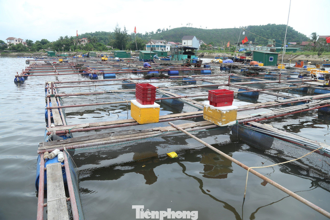 Cảnh đìu hiu ở khu vực nuôi cá lồng dù đang vụ thu hoạch Cảnh đìu hiu ở khu vực nuôi cá lồng dù đang vụ thu hoạch