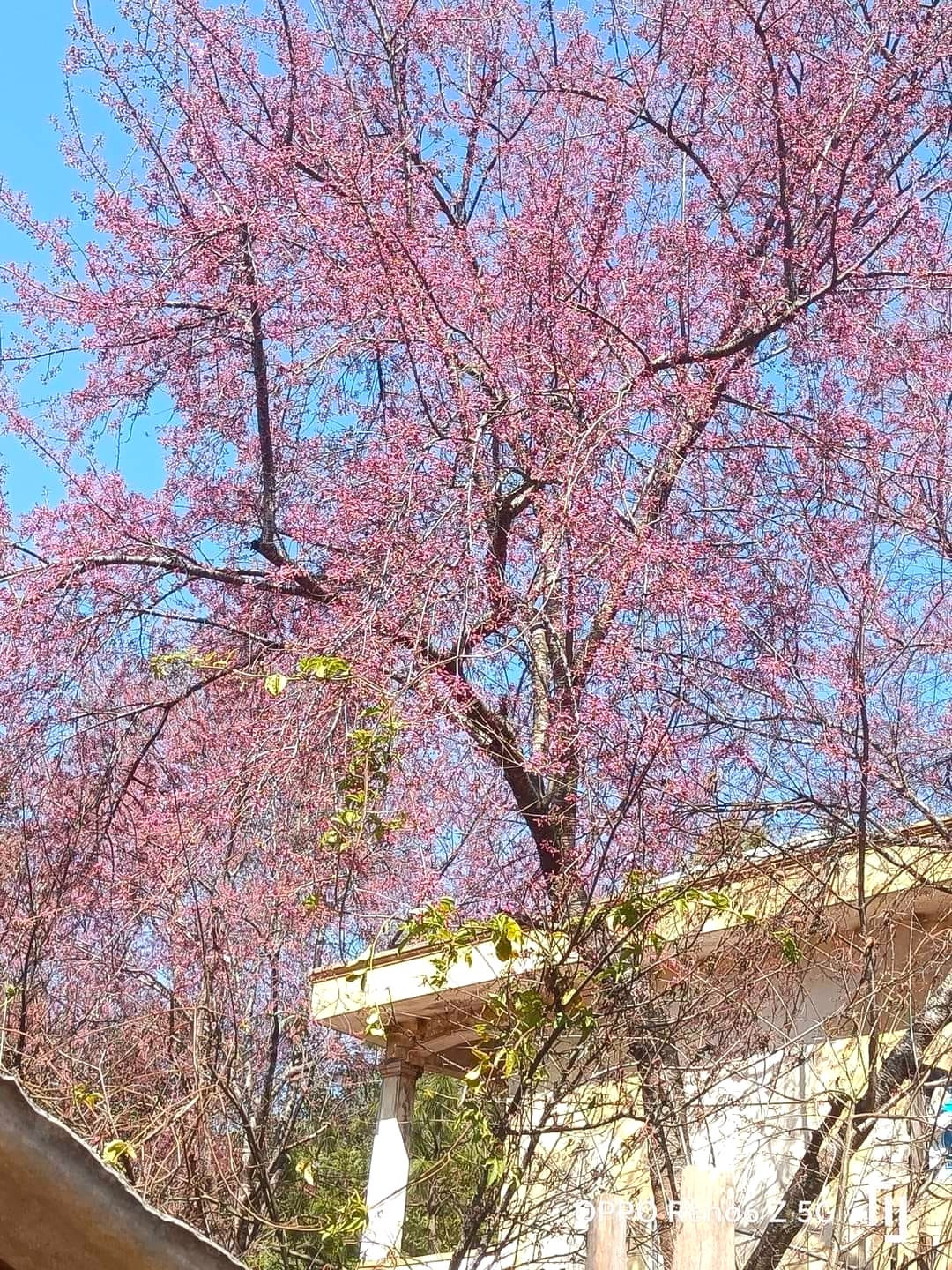 Hoa anh đào nở dày đặc trên cây. (Ảnh: Sỹ Giang).