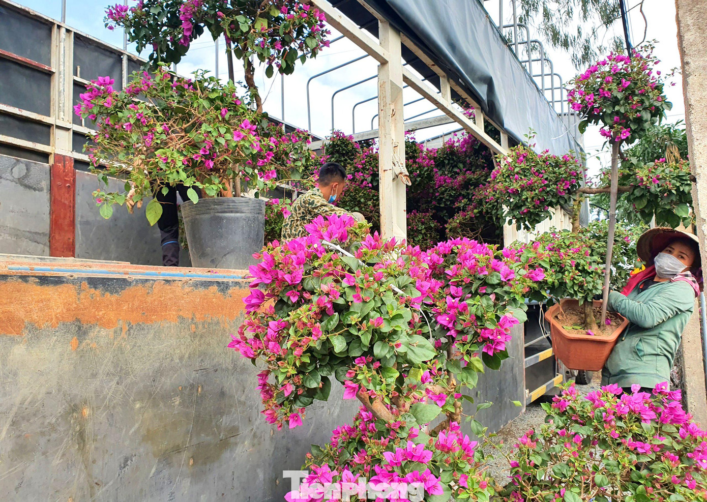 Anh Nguyễn Khánh Mai (chủ một vườn hoa ở Kim Chi) cho biết, với người dân trồng hoa, cây cảnh thì tết là thời điểm cung cấp số lượng lớn nhất ra thị trường và cũng là thời điểm mang lại khoản thu nhập cao nhất trong năm.