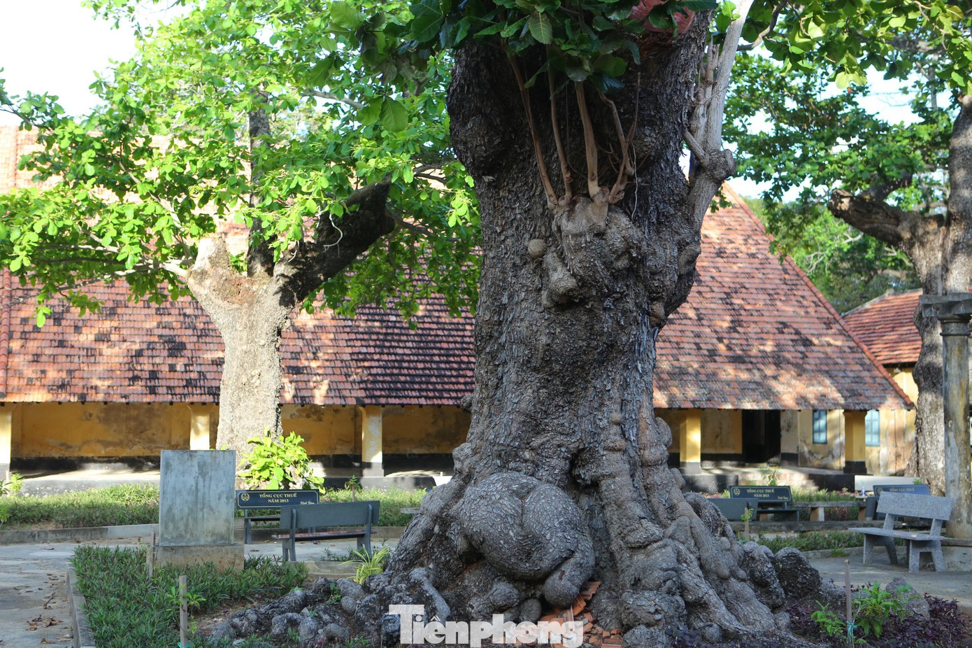 Không những thế, lá bàng còn giúp vết thương trên người chiến sĩ bớt mưng mủ do bọn thực dân, đế quốc, tay sai gây ra. Đặc biệt, cây bàng còn làm nhiệm vụ của một bưu tá, truyền và nhận thông tin. Lá bàng khô được người chiến sĩ đốt để làm mực, truyền tin cho nhau. Gốc của cây bàng có nhiều ngóc ngách như những hộp thư liên lạc bí mật được chiến sĩ làm nơi cất giấu thư từ.